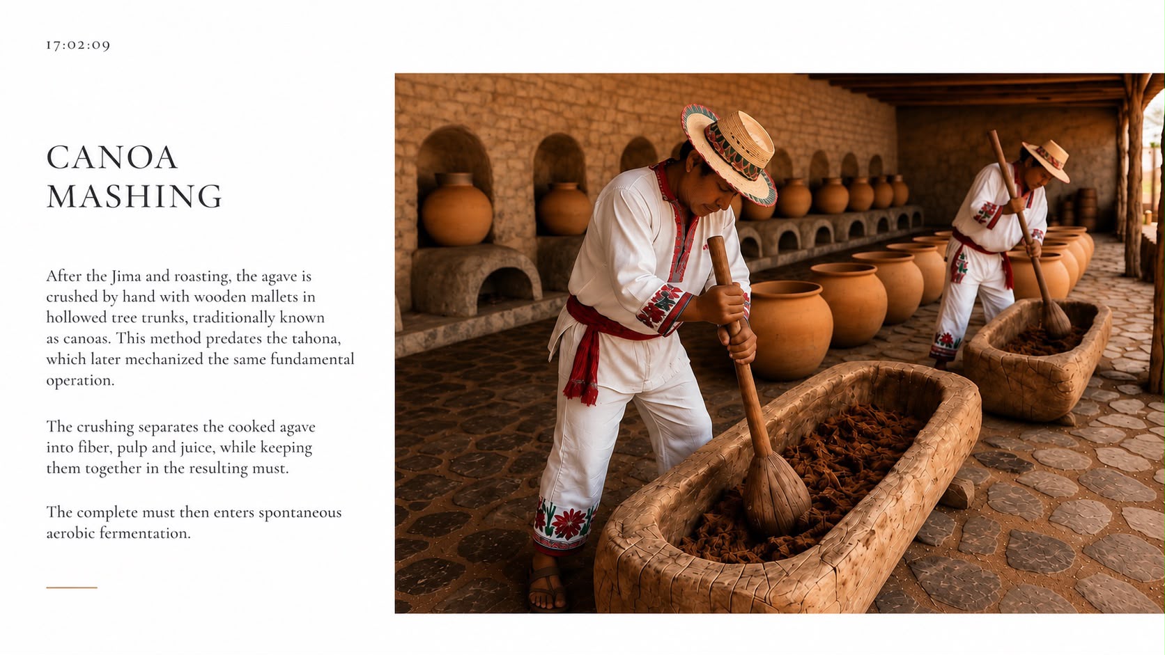 Jimador harvesting ripe blue agave